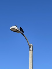 Corvus brachyrhynchos