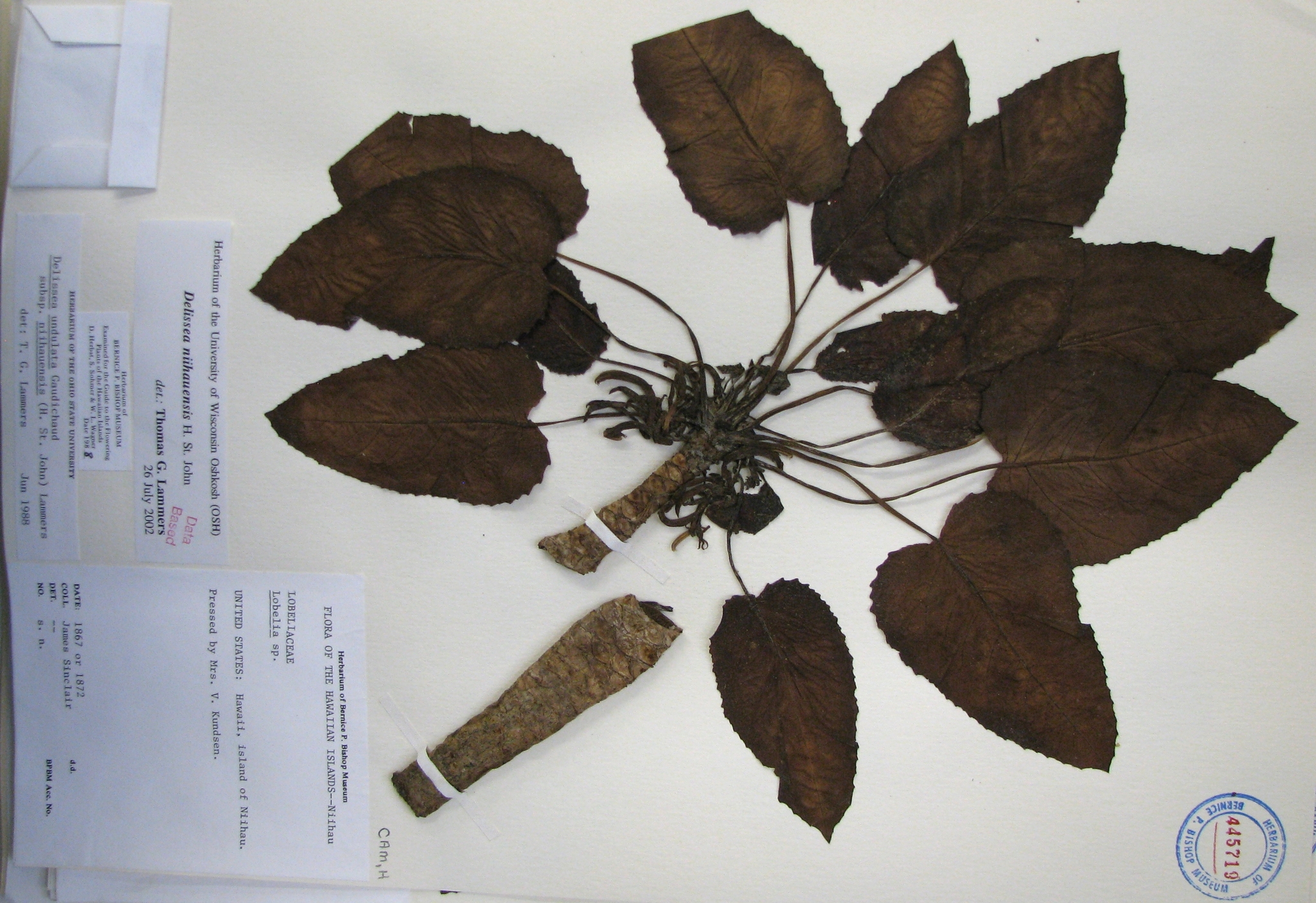 Delissea niihauensis