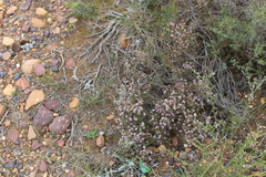 Stoebe rugulosa
