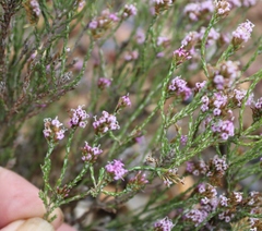 Stoebe rugulosa