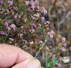 Stoebe rugulosa