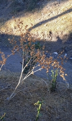 Physalis nicandroides