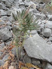 Pachyphytum longifolium