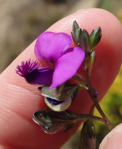 Image of Polygala rehmannii by no rights reserved