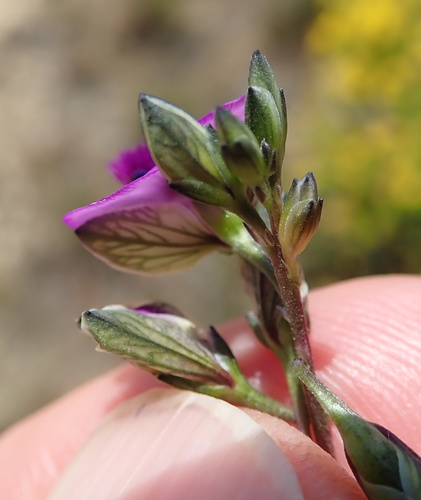 Image of Polygala rehmannii by no rights reserved