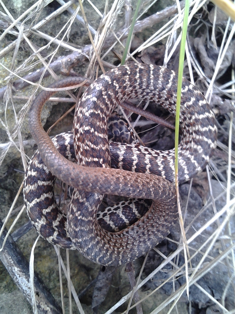 Blue Racer Wv Blue Racer in October 2018 by Angus Mossman. Juvenile, found outside ...