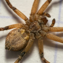 Philodromus