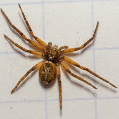 Philodromus