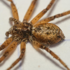Philodromus