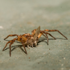 Philodromus