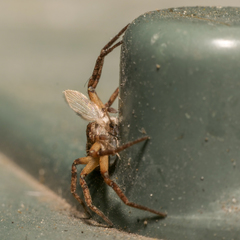 Philodromus