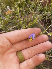 Lotononis azureoides