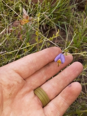 Lotononis azureoides