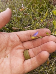 Lotononis azureoides