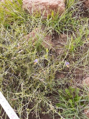 Lotononis azureoides