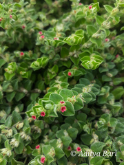 Indigofera cordifolia
