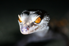 Goniurosaurus kuroiwae