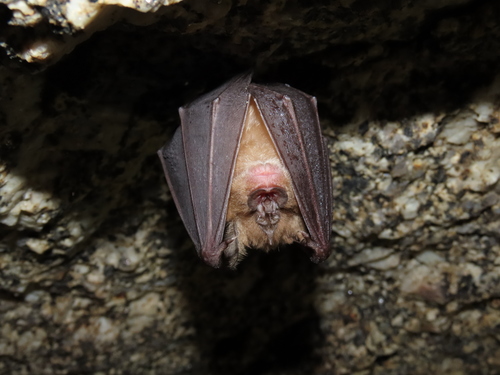 Greater Horseshoe Bat