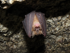 Greater Horseshoe Bat photo 5