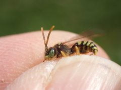 Nomada fucata
