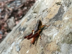 Huastecacris truncatipennis