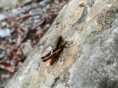 Huastecacris truncatipennis