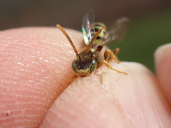 Nomada fucata