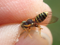 Nomada fucata