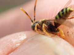 Nomada fucata
