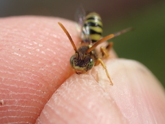 Nomada fucata