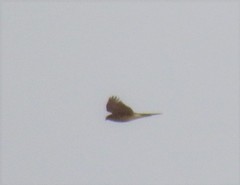 Accipiter nisus