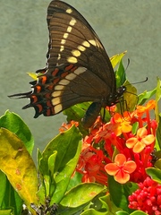 Papilio scamander