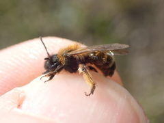 Andrena bicolor