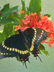 Papilio scamander