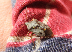 Cermatulus nasalis nasalis