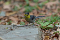 Machlolophus spilonotus