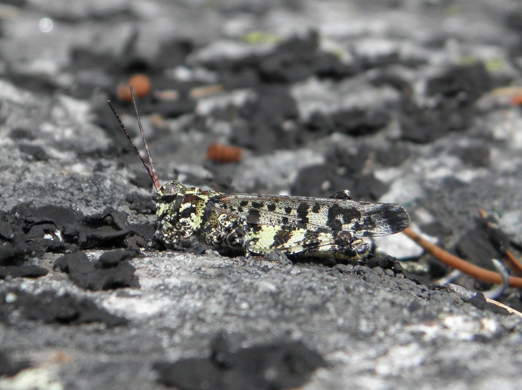 Marbled Grasshopper