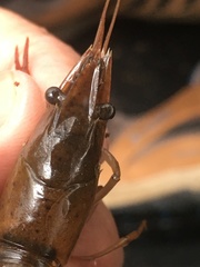 Procambarus acutus