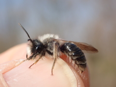 Andrena vaga