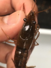 Procambarus acutus