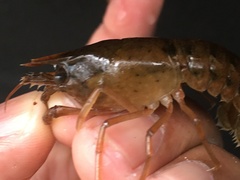 Procambarus acutus