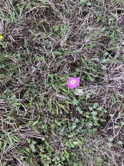 Phlox roemeriana