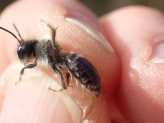 Andrena vaga