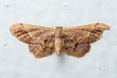 Idaea violacea
