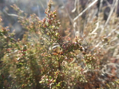Limonium equisetinum