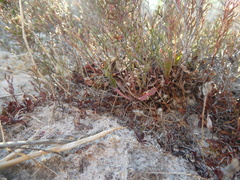 Limonium equisetinum