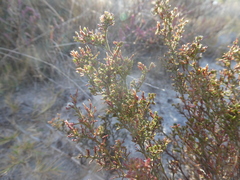 Limonium equisetinum
