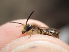 Andrena dorsata