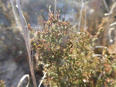 Limonium equisetinum
