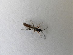 Orthopelma mediator